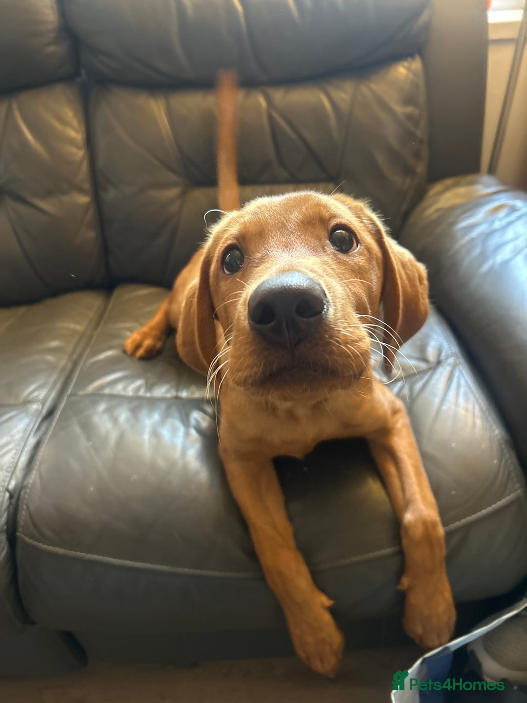Labrador Retriever dogs for sale: 6 month old red fox labrador for sale - Image 5