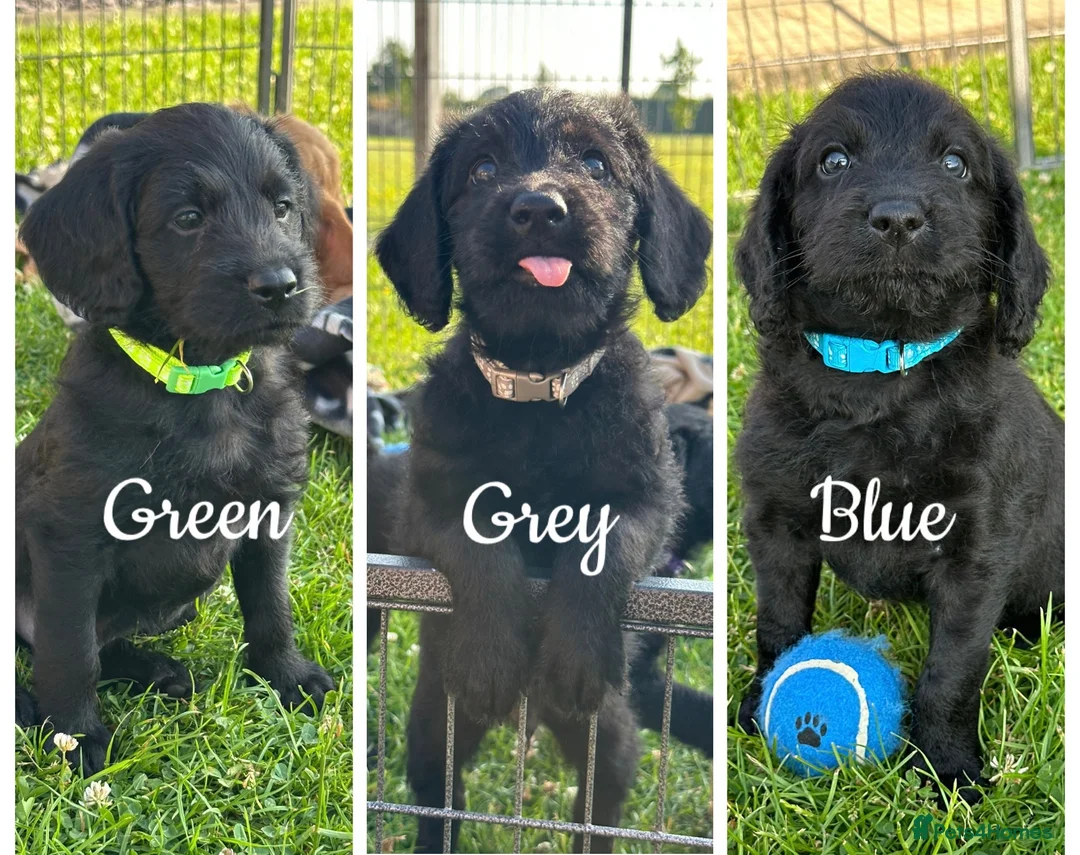 Labradoodle dogs for sale: Extensively Health Tested F1 Miniature Labradoodle - Advert 1