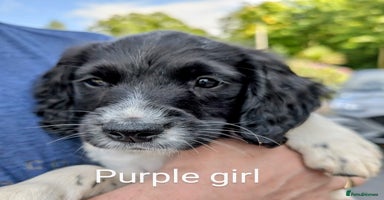 English Springer Spaniel dogs - Advert 7