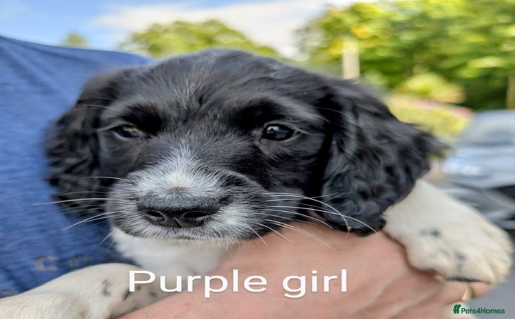 English Springer Spaniel dogs - Advert 3
