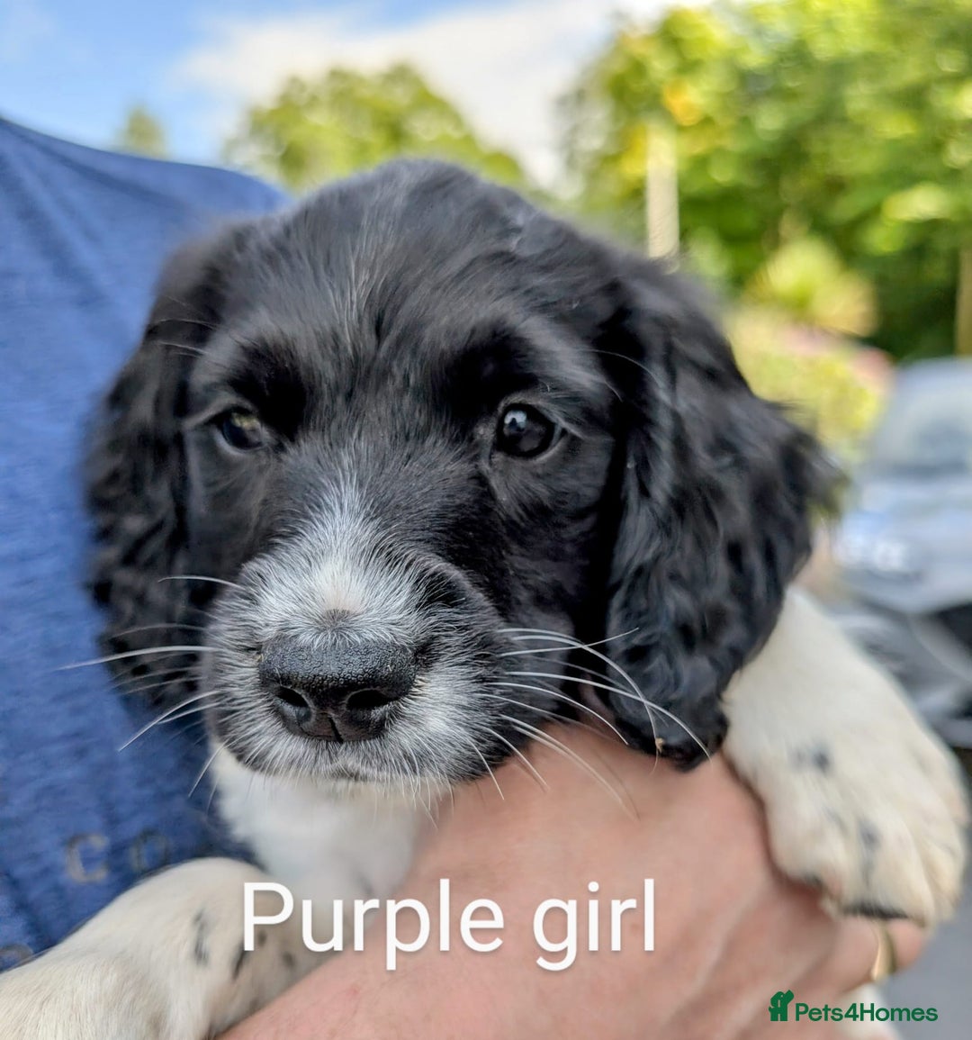 English Springer Spaniel dogs for sale: English Springer Spaniel pups for sale - Image 1