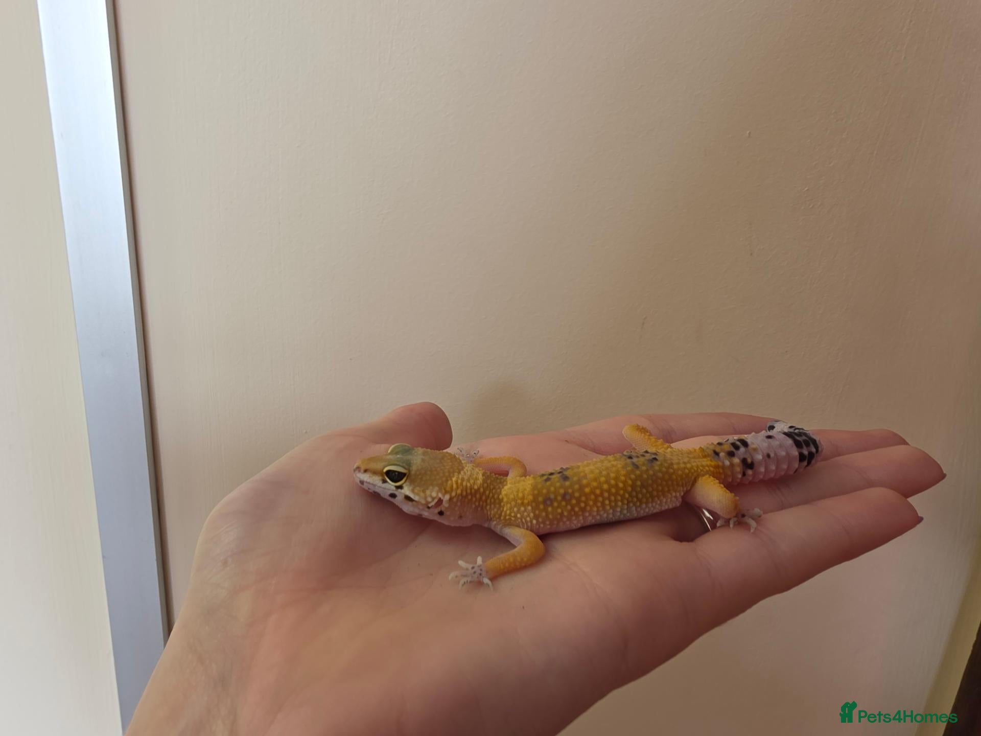 Leopard Gecko reptiles Baby leopard geckos - Advert 1