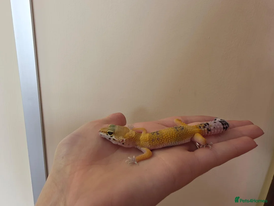 Leopard Gecko reptiles for sale: Baby leopard geckos - Advert 1