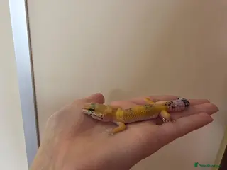 Leopard Gecko reptiles Baby leopard geckos - Advert 1