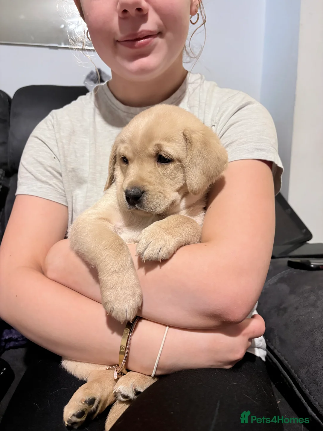 Labrador Retriever dogs for sale: Beautiful Labrador Pup - Advert 24