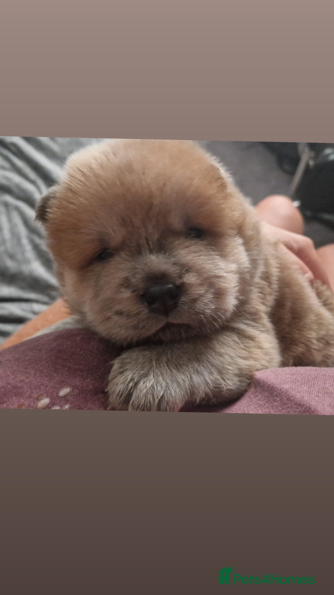 Chow Chow dogs for sale: Chow chow puppies - Image 17