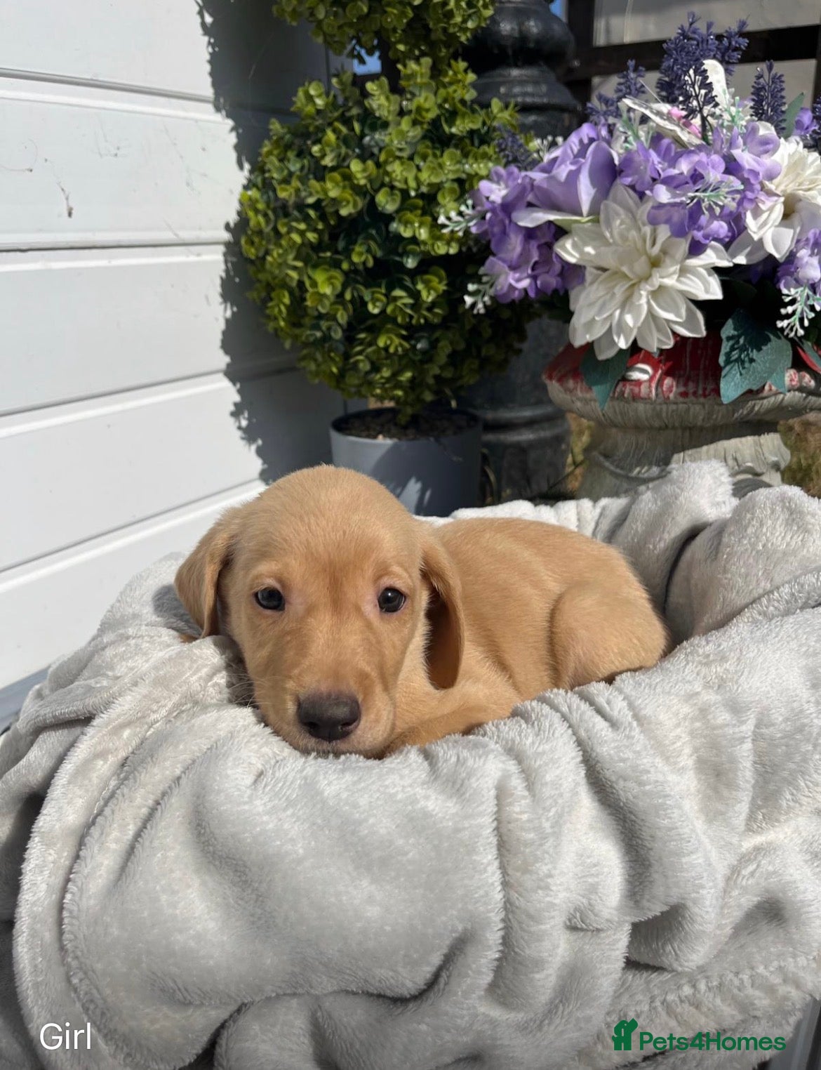 Labrador Retriever dogs Stunning Labrador puppies  - Advert 2