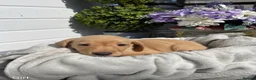 Labrador Retriever dogs for sale: Stunning Labrador puppies  in Dartford - Advert 2