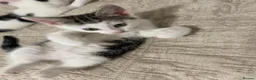 Mixed Breed cats for sale: 5 baby ready to be rehomed  - Advert 4