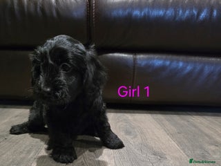 Cockapoo dogs * 3 left* Adorable cockapoo pups ready to go 🐶 - Advert 17