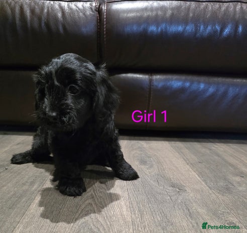 Cockapoo dogs * 3 left* Adorable cockapoo pups ready to go 🐶 - Advert 3