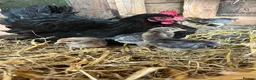 Chickens poultry for sale: French maran 7 cream leg bar chicks - Advert 5