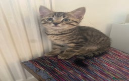 Mixed Breed cats for sale: Tabby Kittens in Kidderminster - Image 19