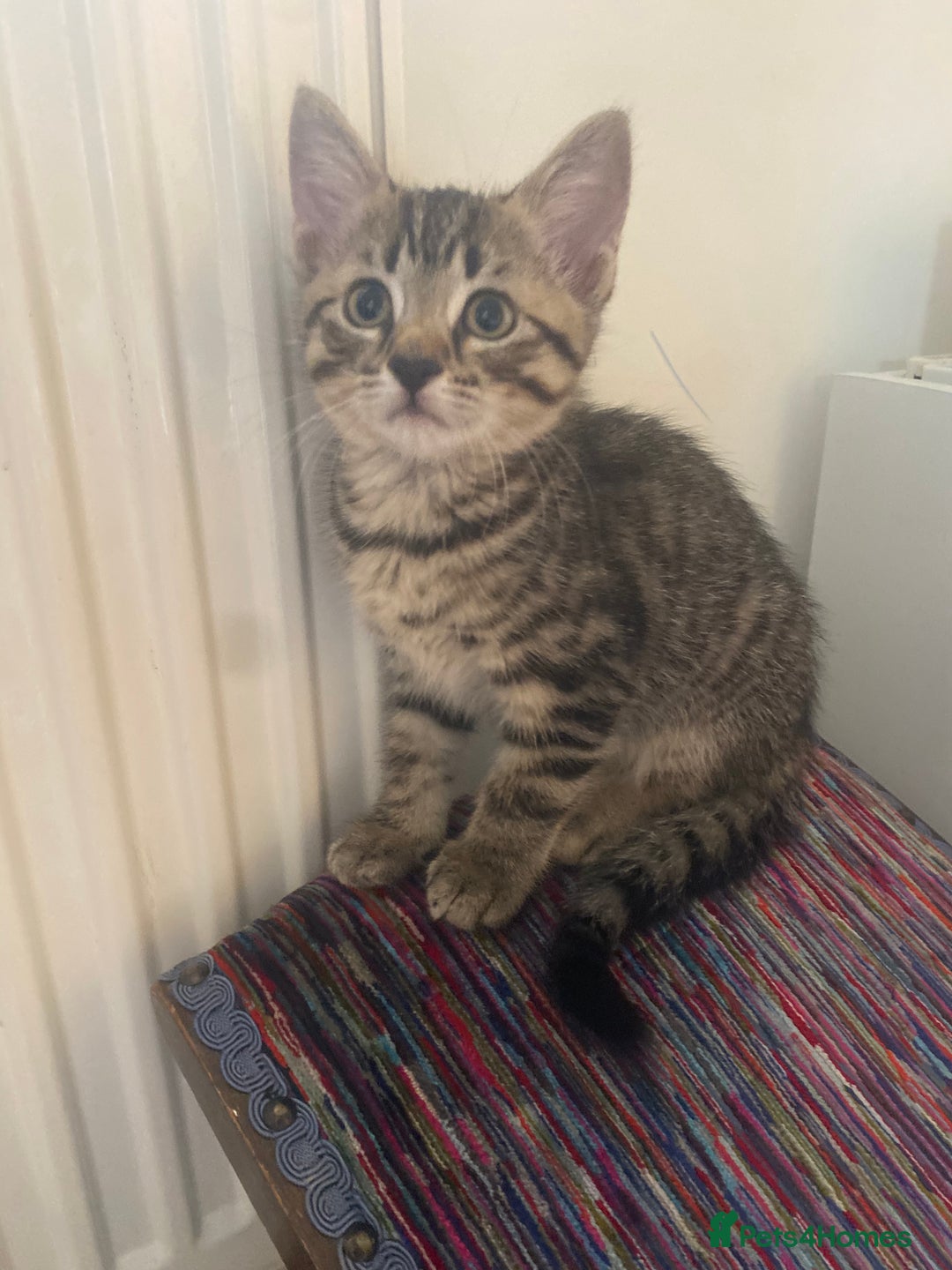 Mixed Breed cats for sale: Tabby Kittens in Kidderminster - Image 19