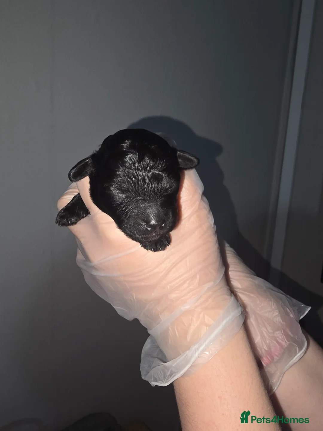 Shihpoo dogs for sale: Shihpoos - Advert 2