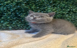 British Shorthair cats for sale: 💕British Shorthair Blue Kittens💕 - Image 7