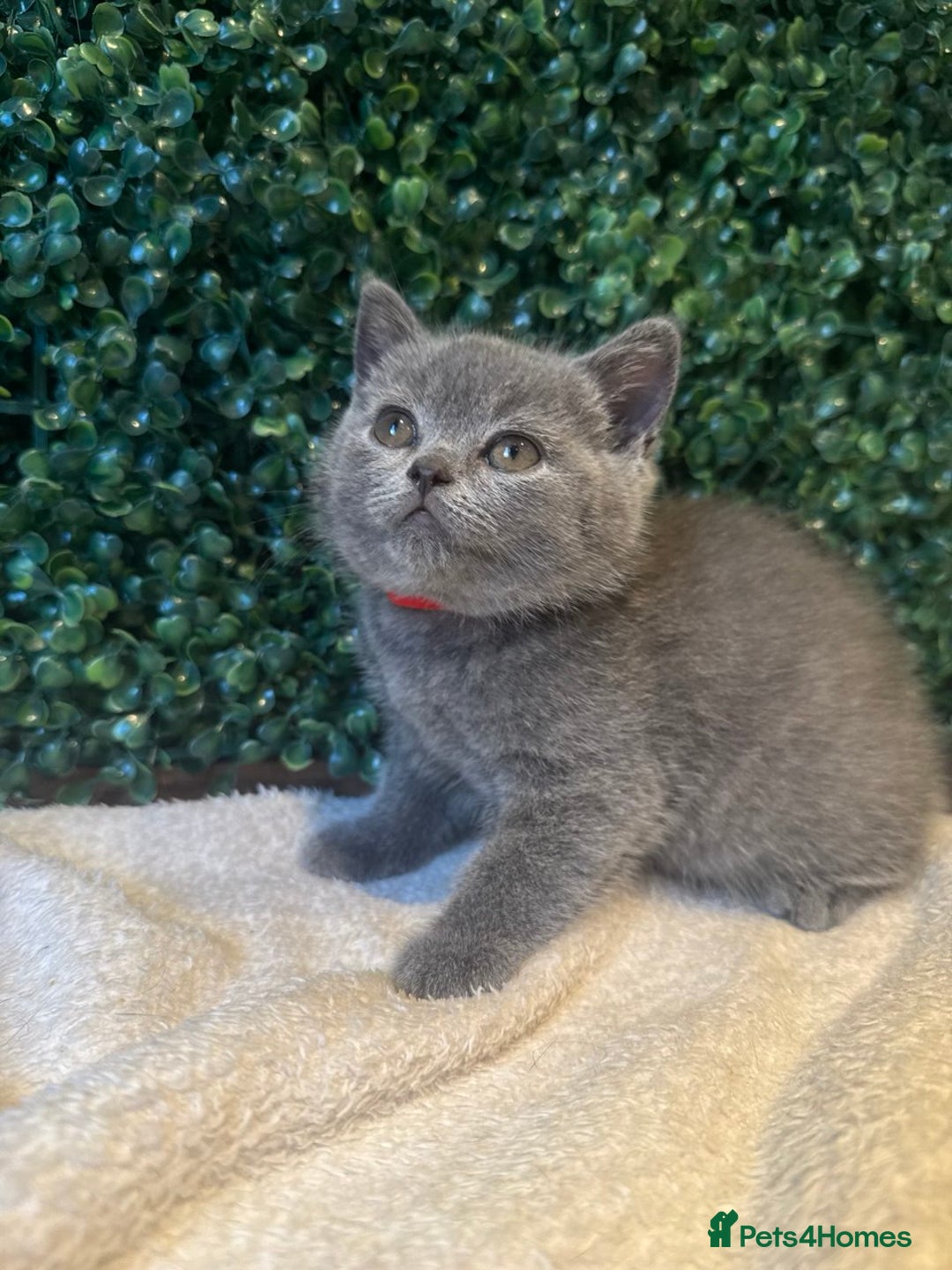 British Shorthair cats for sale: 💕British Shorthair Blue Kittens💕 - Image 7