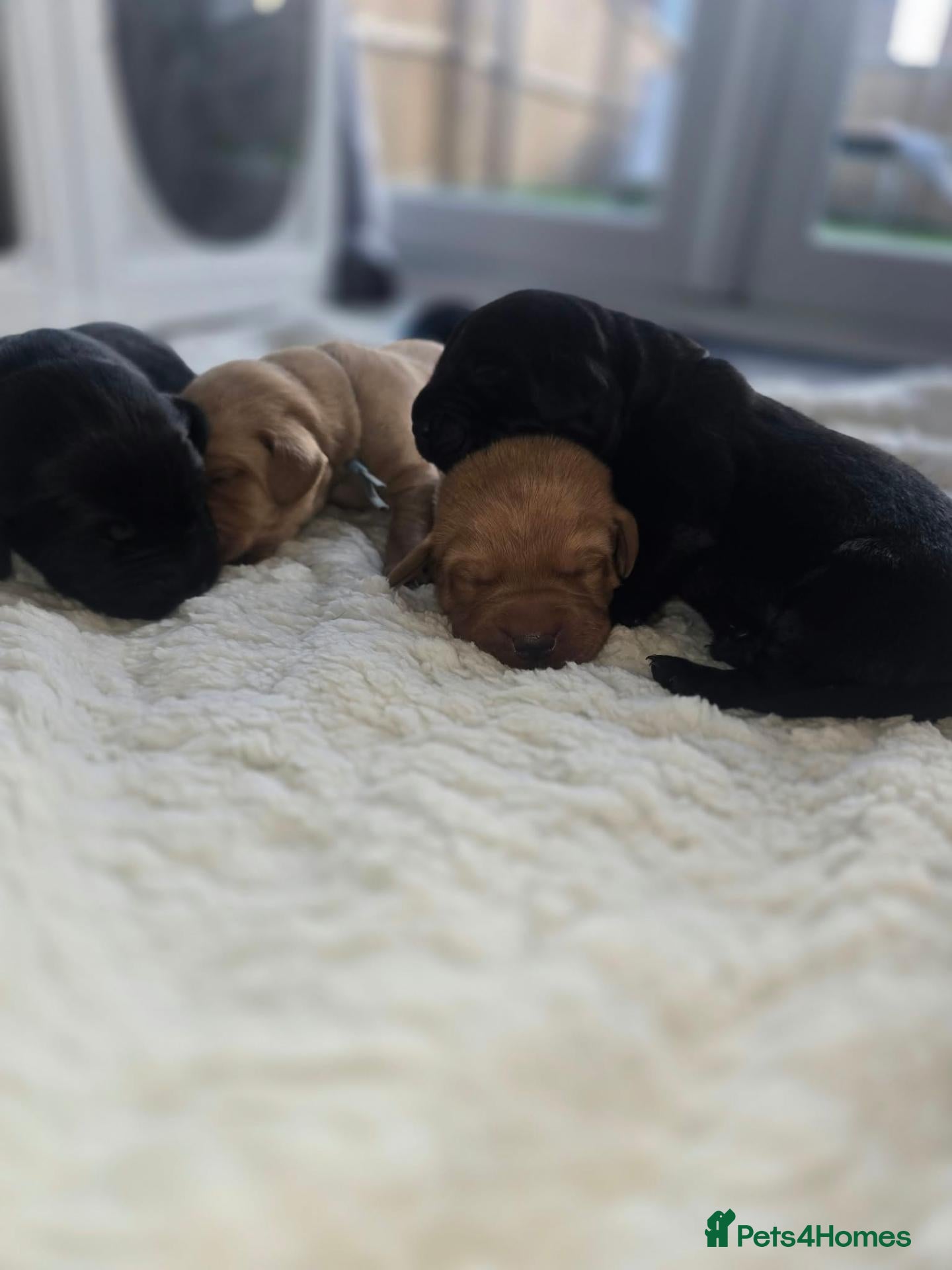 Labrador Retriever dogs for sale: Beautiful kc labrador pups 🐶  - Advert 22