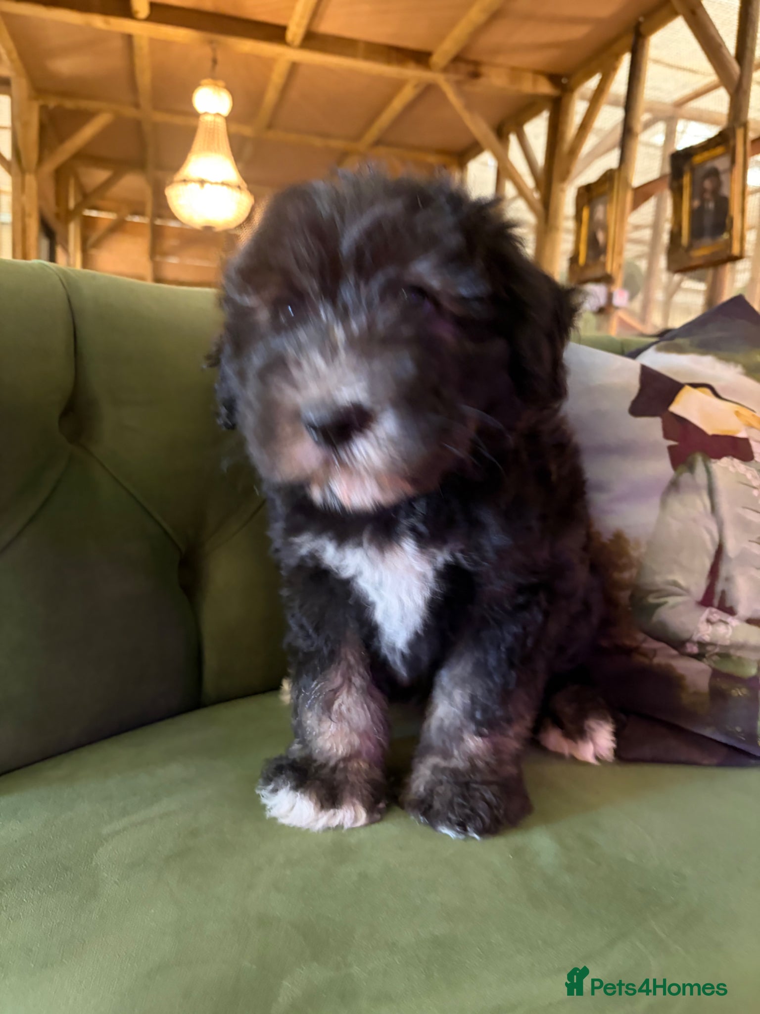 Sheepadoodle dogs Midi Sheepadoodle READY NOW - Advert 3