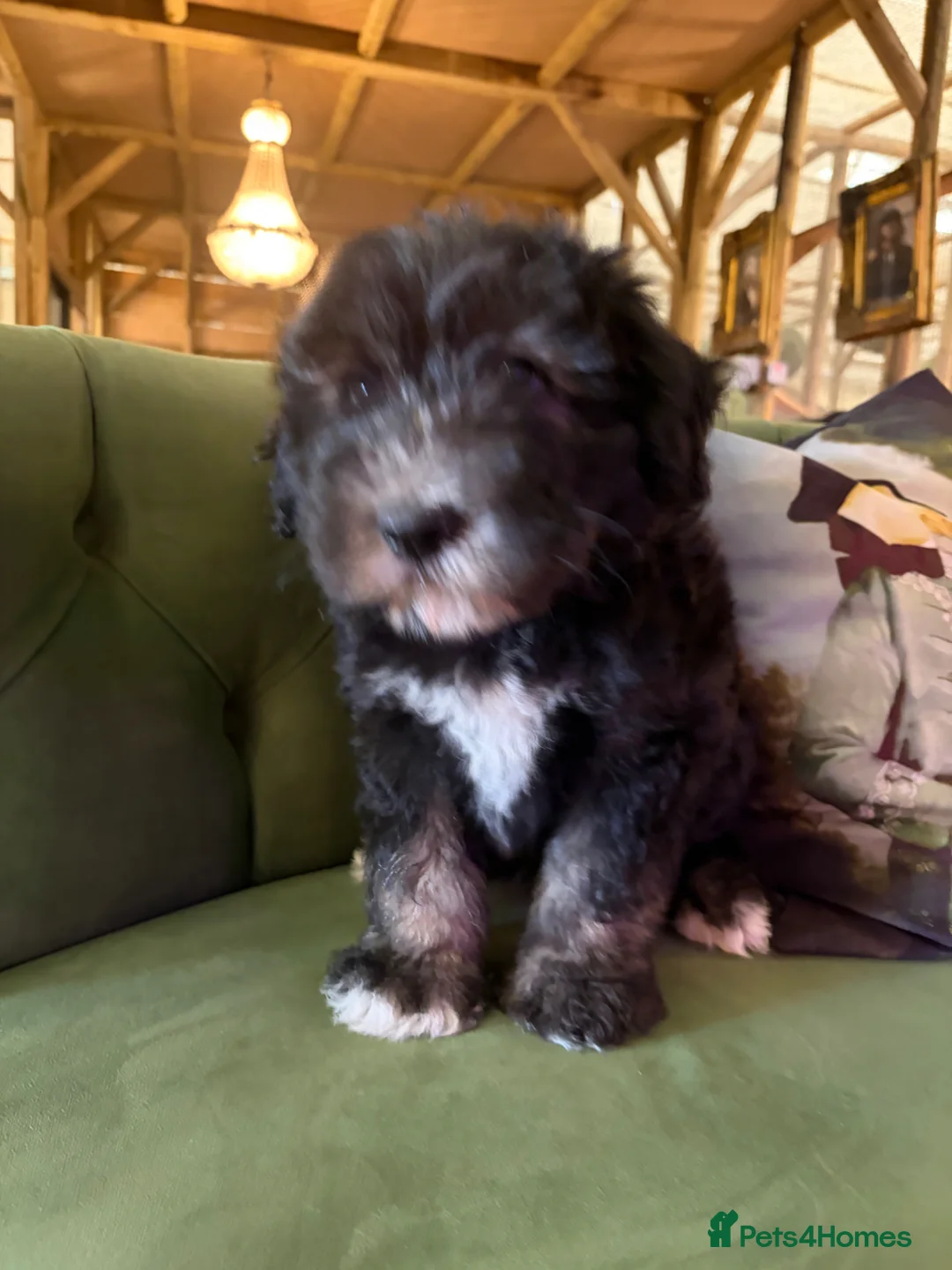 Sheepadoodle dogs for sale: Midi Sheepadoodle READY NOW - Advert 1