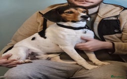 Beagle dogs for adoption: Cooper is in Hampshire & waiting for his family  - Advert 4