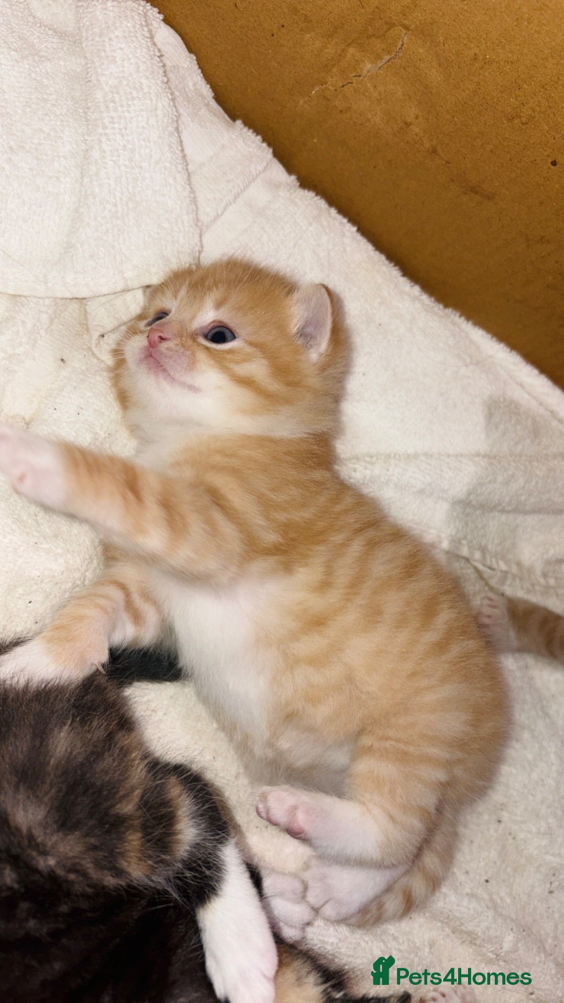 Mixed Breed cats Ginger & Calico Kittens  - Advert 1