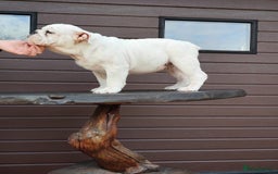English Bulldog dogs for sale: Show quality english bulldog puppies  - Image 4