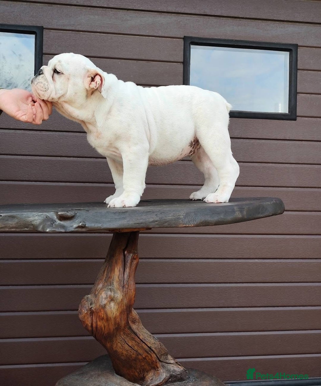 English Bulldog dogs for sale: Show quality english bulldog puppies  - Image 4