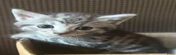Russian Blue cats for sale: Adorable Kittens Looking for Their Forever Homes in Dereham - Advert 7