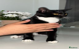 Bombay cats for sale: Mother and daughter kitties for adoption - Image 8