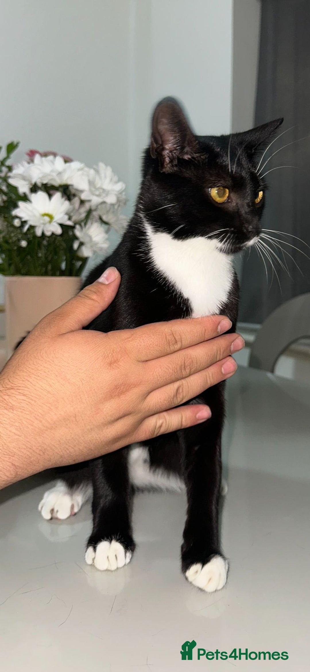 Bombay cats for sale: Mother and daughter kitties for adoption - Image 8