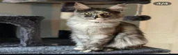 Maine Coon cats for sale: Tica Active Kittens ready now - Advert 17