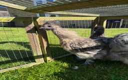 Chickens poultry for sale: Young silkies - 2 cockerels and one hen - Image 13