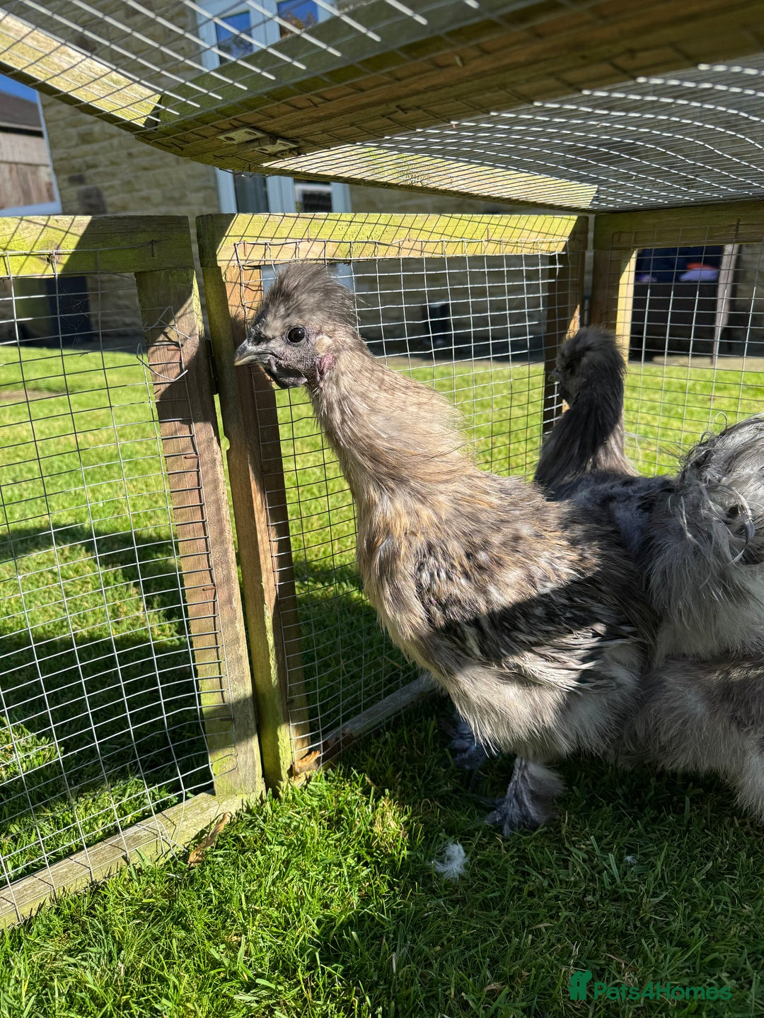 Chickens poultry for sale: Young silkies - 2 cockerels and one hen - Image 13