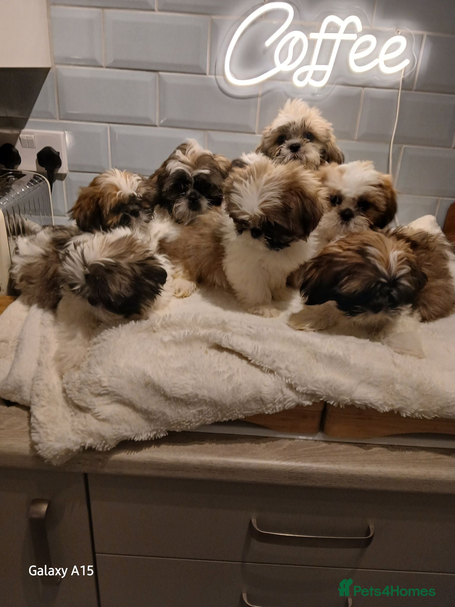 Shih Tzu dogs Puppie Girls & Boys , forever ready to play&cuddle - Advert 3