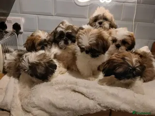 Shih Tzu dogs Puppie Girls & Boys , forever ready to play&cuddle - Advert 3