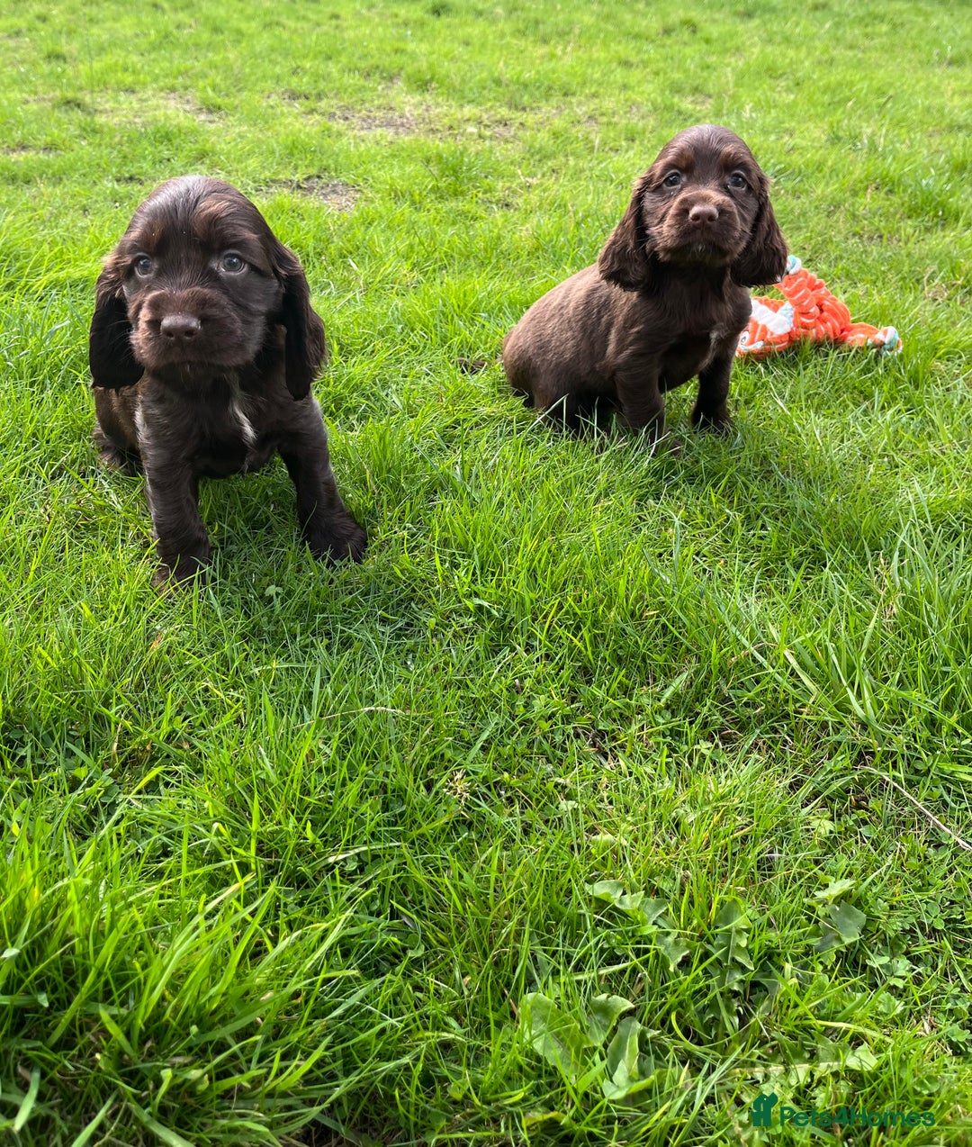 Sprocker dogs for sale: HEALTH TESTED cocker/springer spaniel puppies   - Image 7