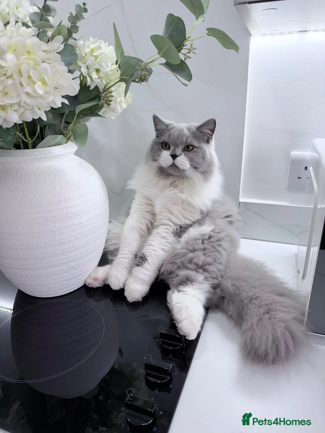 British Longhair cats for sale: Our Beautiful Hugo - Advert 2
