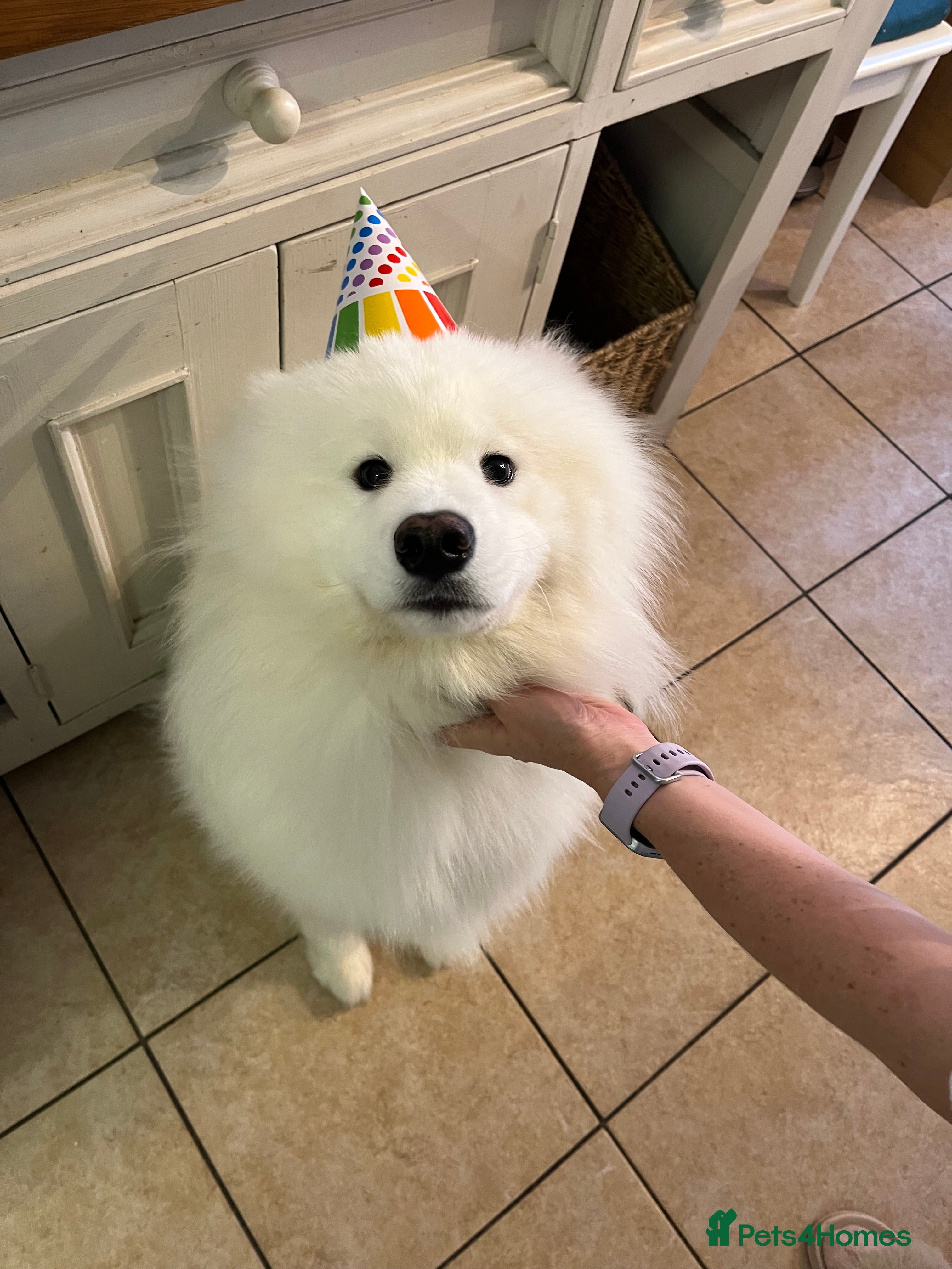 Samoyed dogs Samoyed - intact male pedigree  - Advert 14