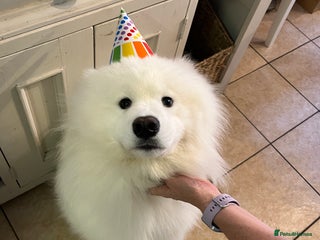 Samoyed dogs Samoyed - intact male pedigree - Advert 14