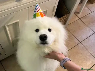 Samoyed dogs Samoyed - intact male pedigree - Advert 13