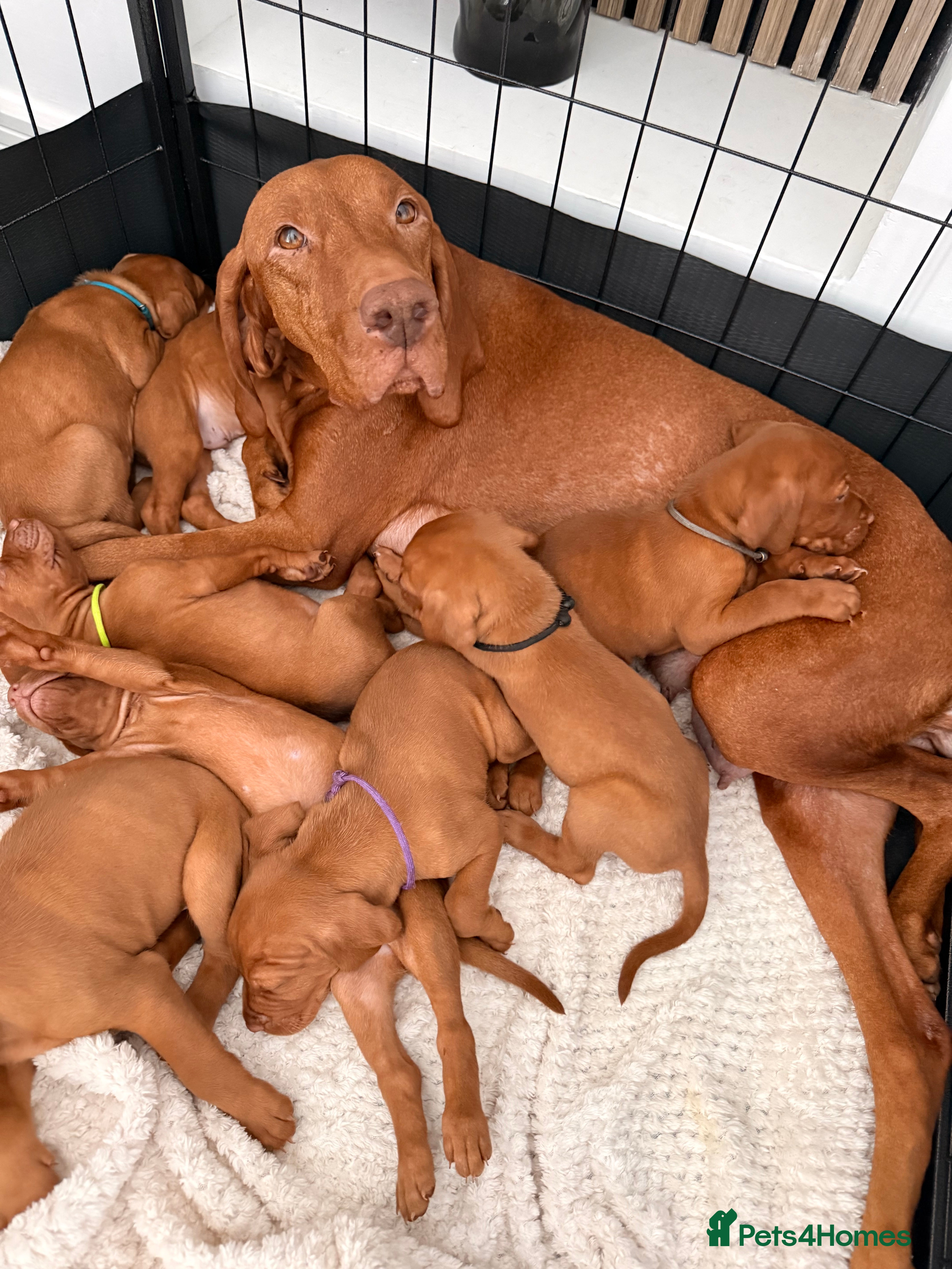 Hungarian Vizsla dogs Exceptional Hungarian Vizsla Puppies - Advert 1