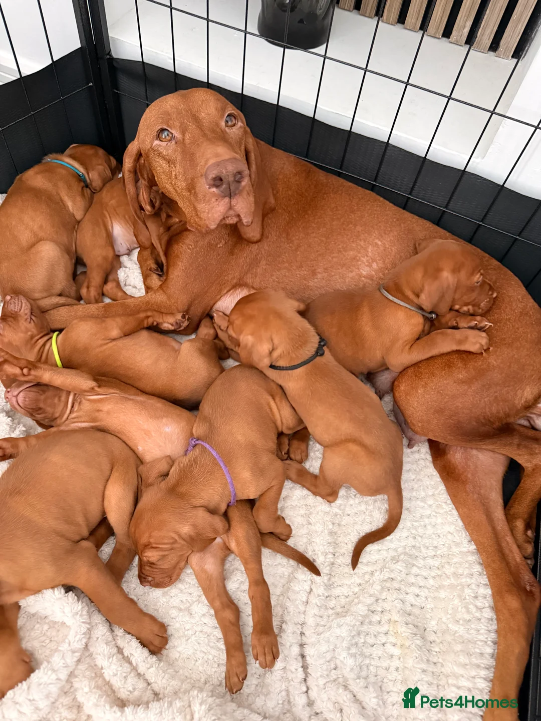 Hungarian Vizsla dogs for sale: Exceptional Hungarian Vizsla Puppies - Advert 1