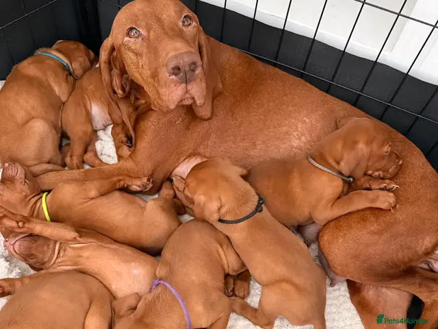 Hungarian Vizsla dogs for sale: Prime Pedigree Hungarian Vizsla Puppies - Advert 1