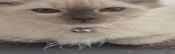 Ragdoll cats for sale: Pretty chocolate mink Ragdoll - Advert 1