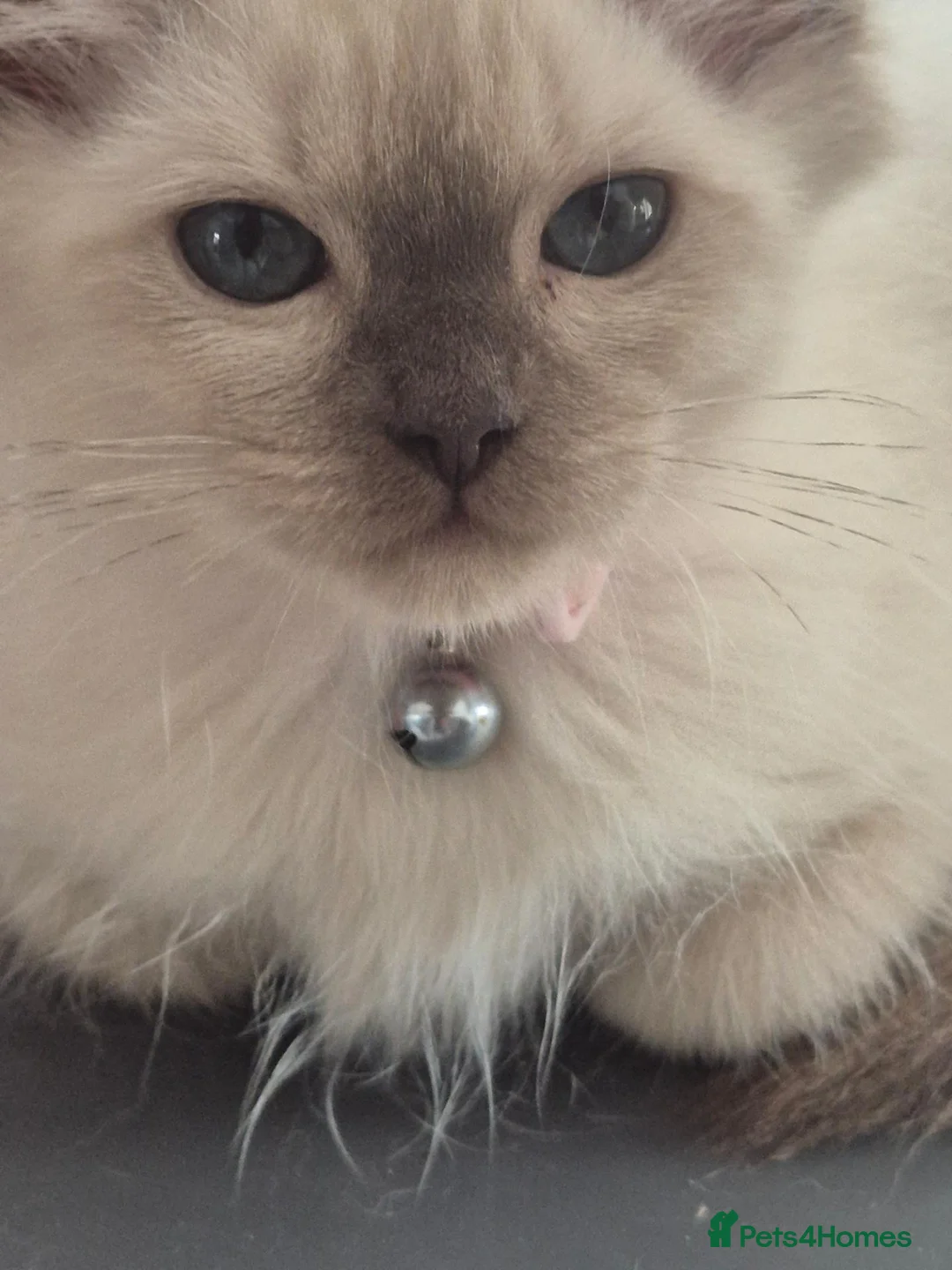 Ragdoll cats for sale: Pretty chocolate mink Ragdoll - Advert 1