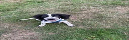 English Springer Spaniel dogs for sale: Gorgeous springer spaniel pup  in Wellington - Advert 5