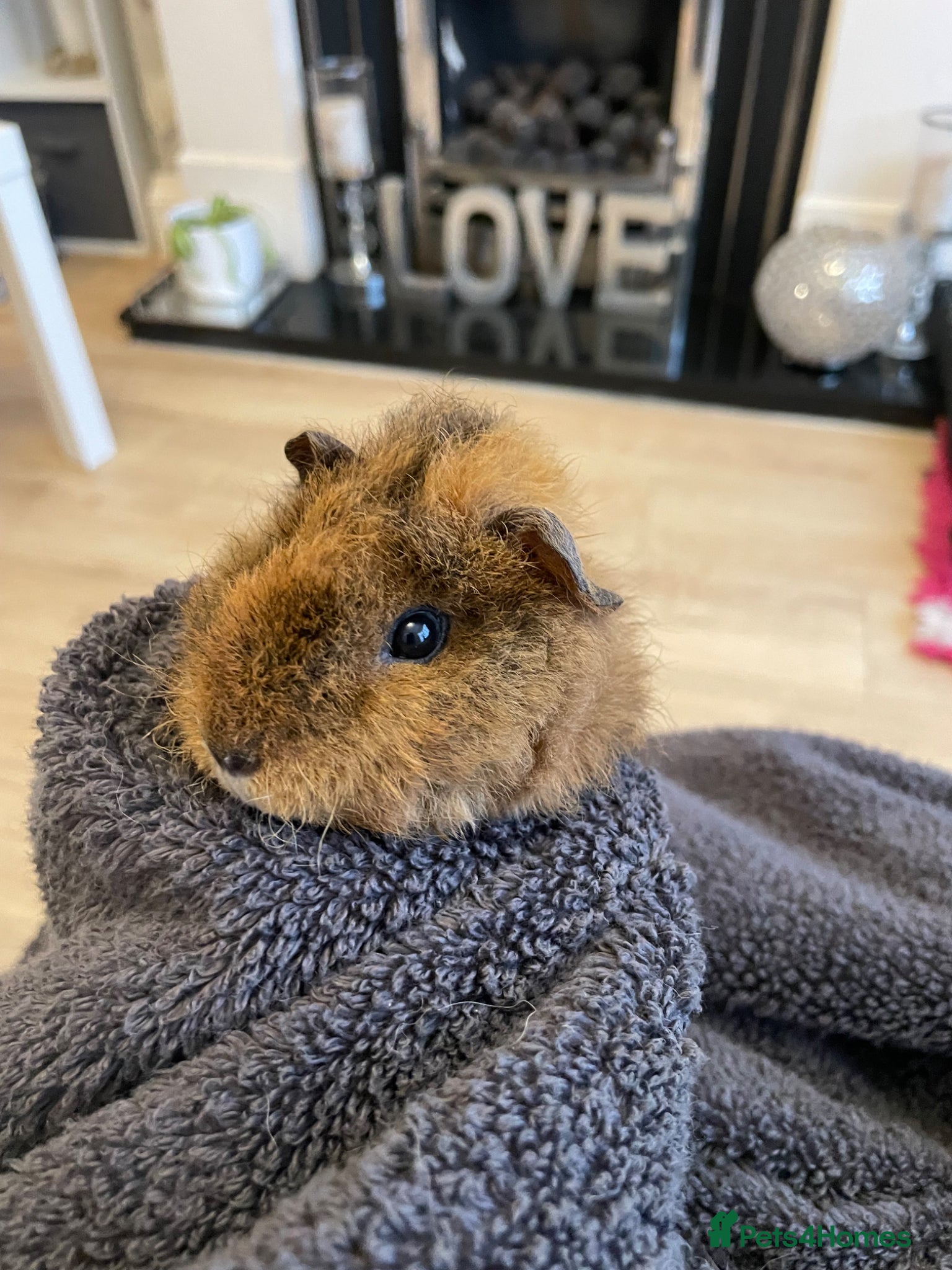 Guinea Pig rodents One Guinea pig - Advert 7