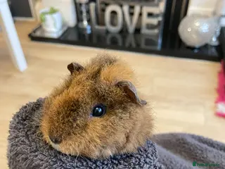 Guinea Pig rodents One Guinea pig - Advert 7