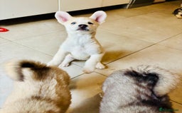 Pomsky dogs for sale: Adorable Blue Eyed 🐾 Long Eared Pomskies  - Image 25
